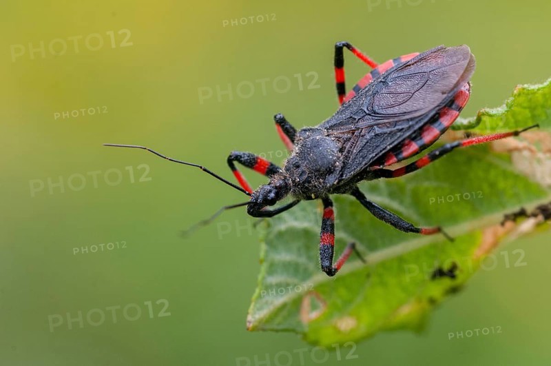 Ringed murder bug, heteroptera, murder bug, red-banded assassin bug, reduviidae, rhinocoris annulatus, rhynocoris annulatus, insects, predatory bugs, bedbugs