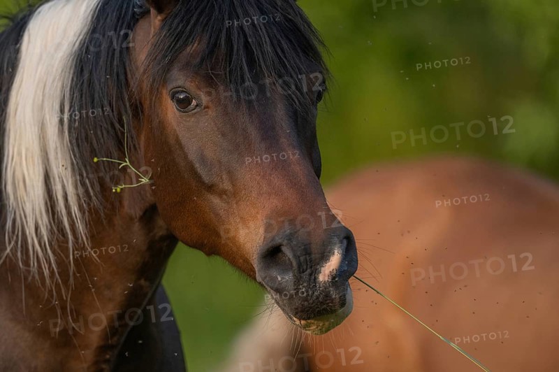 A brown horse with a white spot is standing in a field on a sunny day. He eats grass as he looks around. Lower Rhine Alsace, France