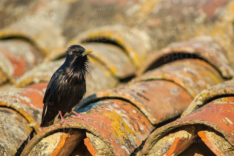 Monochrome starling, spotless starling, sturnus unicolor, birds, extremadura, passeri, songbirds, Spain, birds
