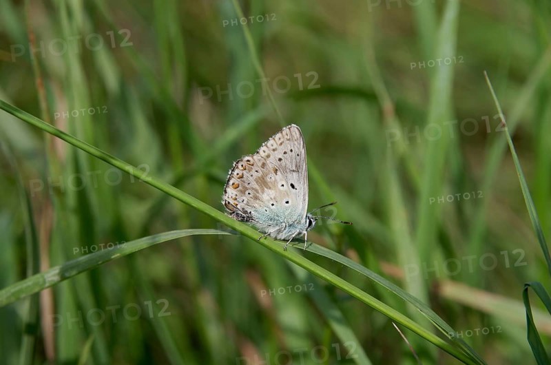 Chalkhill Blue (Lysandra coridon), butterfly, meadow, Germany, The butterfly sits with folded wings on a blade of grass
