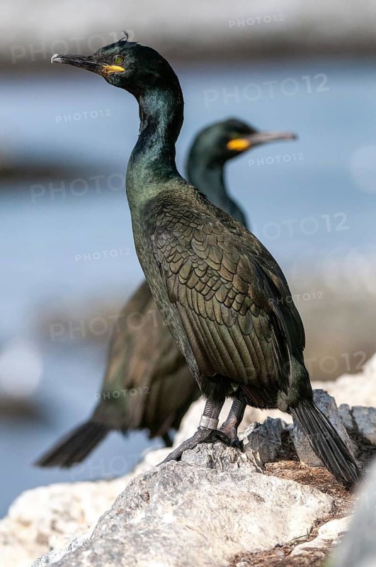 Common Shag, European Shag, Gulosus Aristotelis, Crow Shard, Norway, Phalacrocorax Aristotelis, Varanger, Birds, High Size, Portrait Format, Pelecaniforms, Ropedes, Birds, Waterbirds