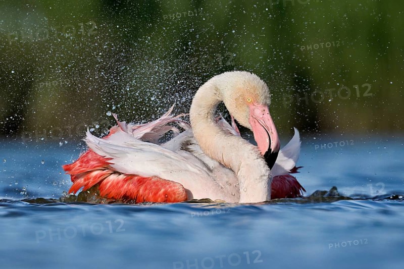A greater flamingo (Phoenicopterus roseus) bathing in a pond, Camargue Regional Nature Park, southern France