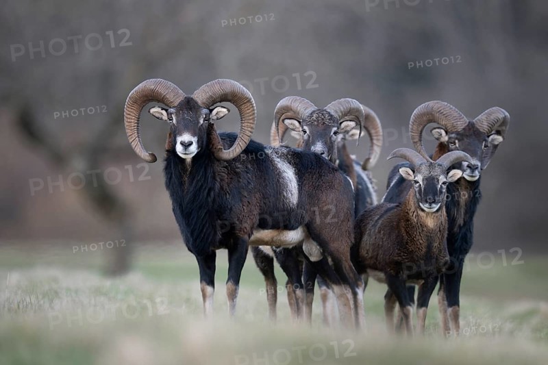 Mouflon (Ovis gmelini), Bitburg, Rhineland-Palatinate, Germany