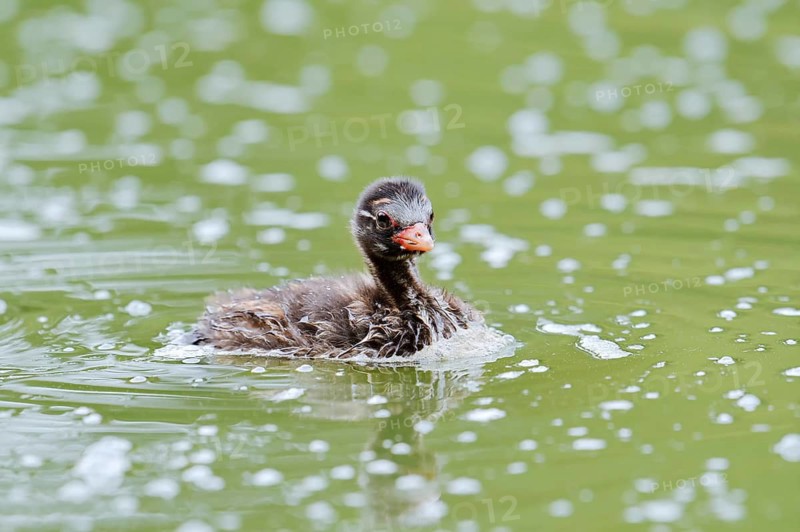 Little grebe (Tachybaptus ruficollis), swimming chick, North Rhine-Westphalia, Germany