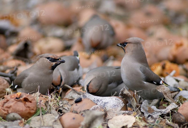 Bombycilla Garrulus, waxwing, birds, fallen fruit, meadow orchard, passeri, songbirds, songbirds, orchard, birds
