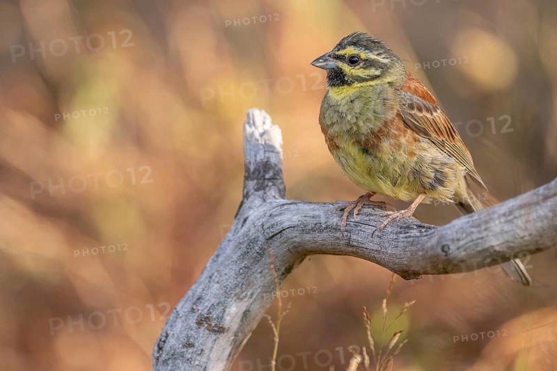 A male cirl bunting (Emberiza cirlus) on a branch. Bas-Rhin, Alsace, France