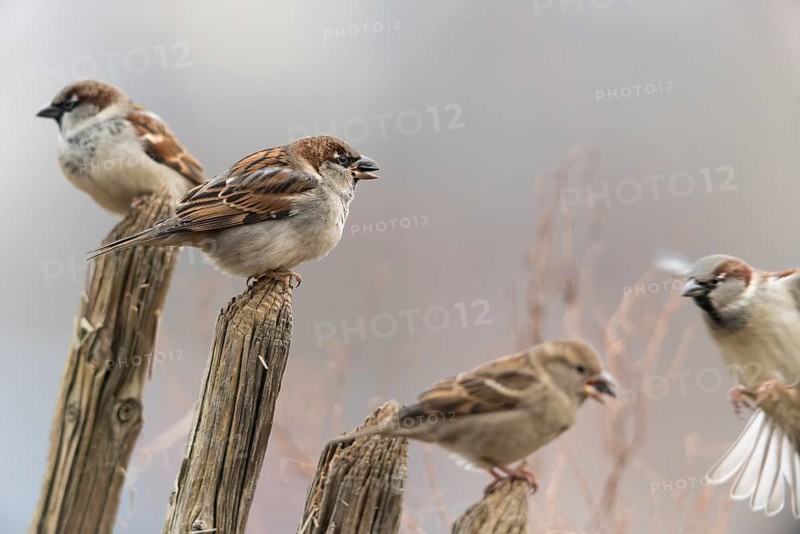 House sparrow, passeri, songbirds, sparrow, birds, female, garden fence, male, passeri, songbirds, sparrow, sparrow, sparrow, sparrow, sparrow, sparrow, sparrow, sparrow, birds, female