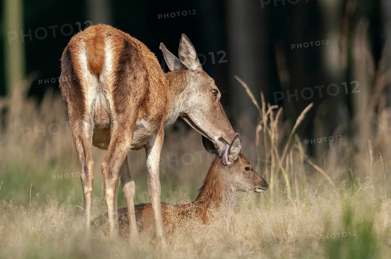 Artiodactyla, Cervus Elaphus, even-toed ungulate, cloven-hoofed, red deer, deer, deer, calf, body care, mammals, mammals