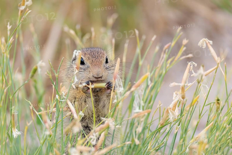 A young European ground squirrel (Spermophilus citellus) eats seats, leaves and flowers in a green meadow with tall vegetation on a cloudy day. Austria