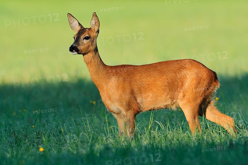 European roe deer (Capreolus capreolus), a doe standing in a meadow, North Rhine-Westphalia, Germany
