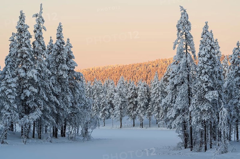 Snowy winter forest in evening light, Nattavaara, Norrbotten, Lapland, Sweden, November 2023