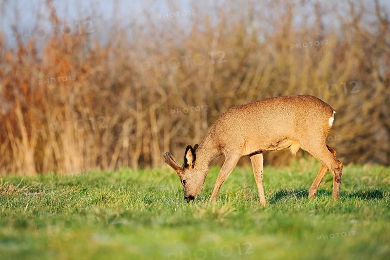 European roe deer (Capreolus capreolus), roebuck with velvet antlers standing in a meadow and eating, Lower Saxony, Germany