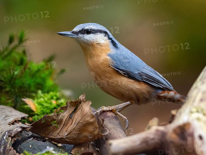 Ein Eurasian Nuthatch, North Rhine-Westphalia, Germany