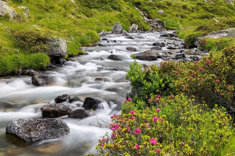 Rusty-leaved alpenrose (Rhododendron ferrugineum) by a mountain stream, heath family (Ericaceae), the Alps, Flüela Pass, Zernez, Engadin, Graubünden, Switzerland