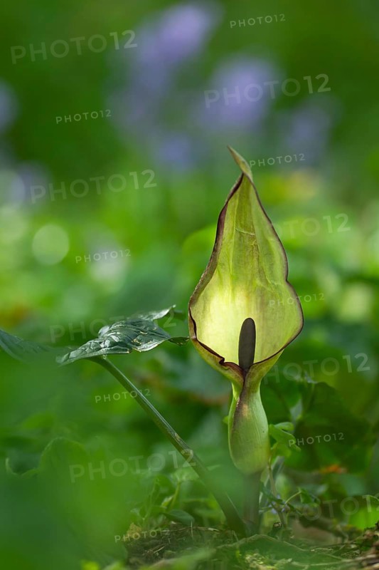 Lords-and-ladies or Arum lily (Arum maculatum) flower head in a woodland in spring, Suffolk, England, United Kingdom
