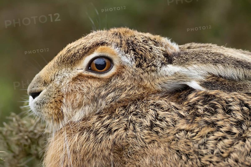 European brown hare (Lepus europaeus) adult animal head portrait, England, United Kingdom