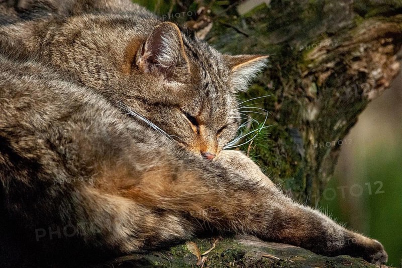 Carnivora, felis silvestris, predators, wildcat, mammals, raptors, sleep, mammals