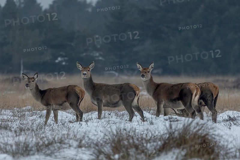 Red deer (Cervus elaphus), a doe and fawn in a winter meadow, winter, snow, cold, winter landscape, January, Denmark
