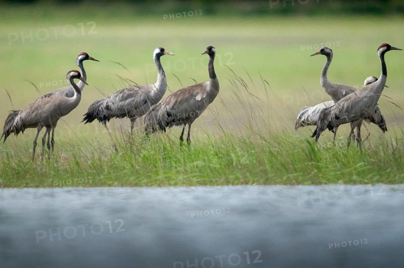 Brandenburg, Crane, Germany, Grus Grus, Crane, Nabu, national natural heritage, Grünhaus natural paradise, post-mining landscape, birds, gruidae, gruiformes, greenhouse, crane birds, waitbirds, birds