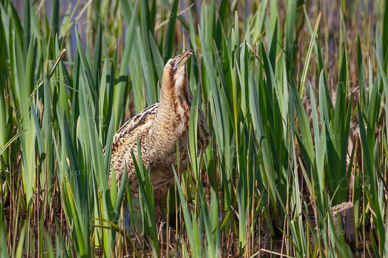 Great or Eurasian bittern (Botaurus stellaris) adult bird in a reedbed, RSPB Minsmere nature reserve, Suffolk, England, United Kingdom