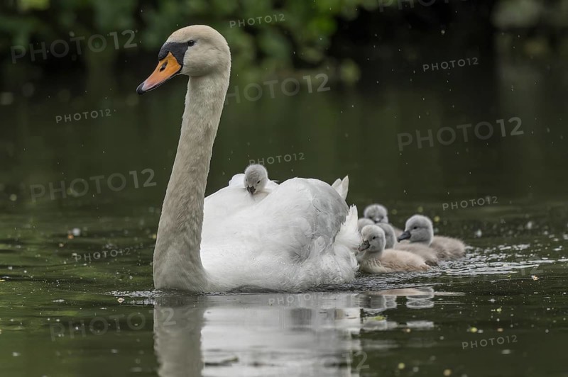 Swan moves across the pond followed by four swan chicks. The water is calm and the light is soft. Swans explore their surroundings while Swan observes