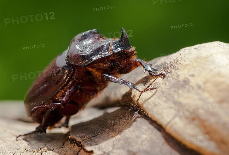 European rhinoceros beetle, rhinoceros beetle, oryctes nasicornis, rhinoceros beetle, beetle, coleoptera, insects, beetles, males, males