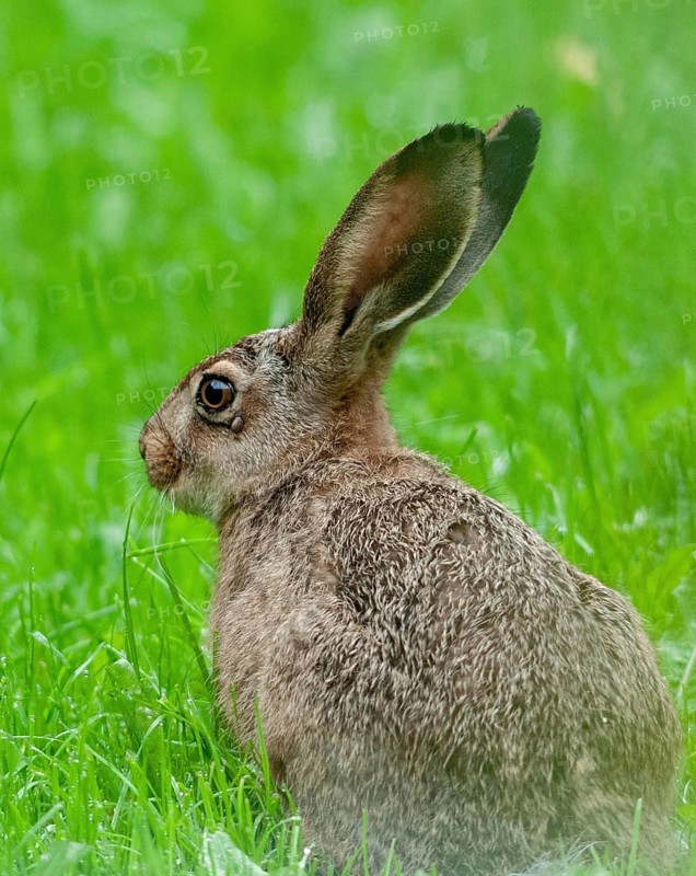 European hare, hare, hare-like, lagomorpha, lepus europaeus, bunny, hare, high size, portrait format, mammals, mammals