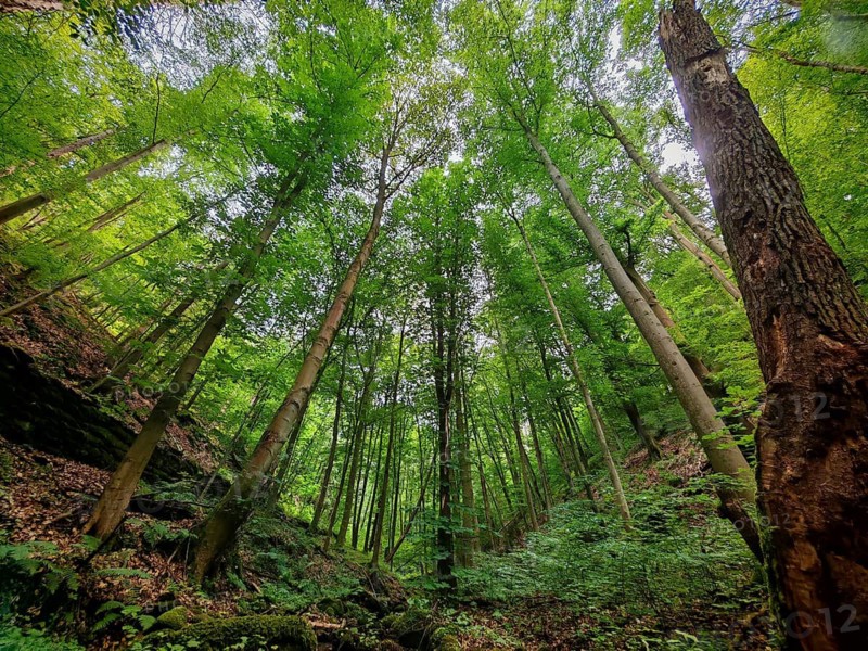 Looking up to the tall treetops in a green forest, hiking in spring, Bad Blankenburg, Schwarzatal nature park Reserve, Thuringian Forest Nature Park, Thuringian Highlands