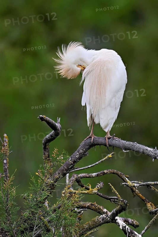 Cattle egret (Bubulcus ibis), perched on a branch, Camargue, southern France, France
