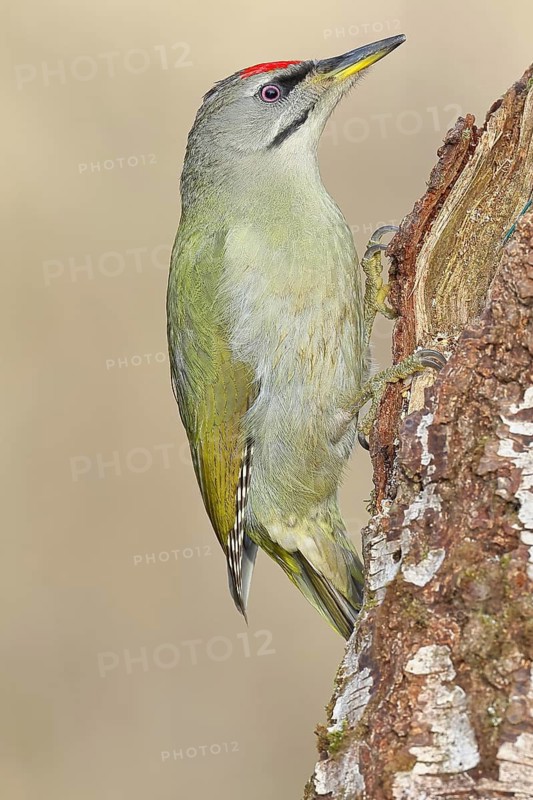 Grey-headed Woodpecker (Picus canus), a male perched on the trunk of a grey birch (Betula populifolia) whilst foraging, wildlife, woodpeckers, birds, nature photography, Wilnsdorf, North Rhine-Westphalia, Germany