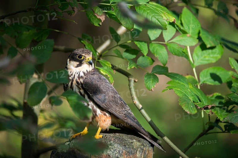 Falcon, Falco Subbuteo, Hobby, Birds, Falcon, Falconiformes, Falcons, Raptors, Birds of Prey, Birds