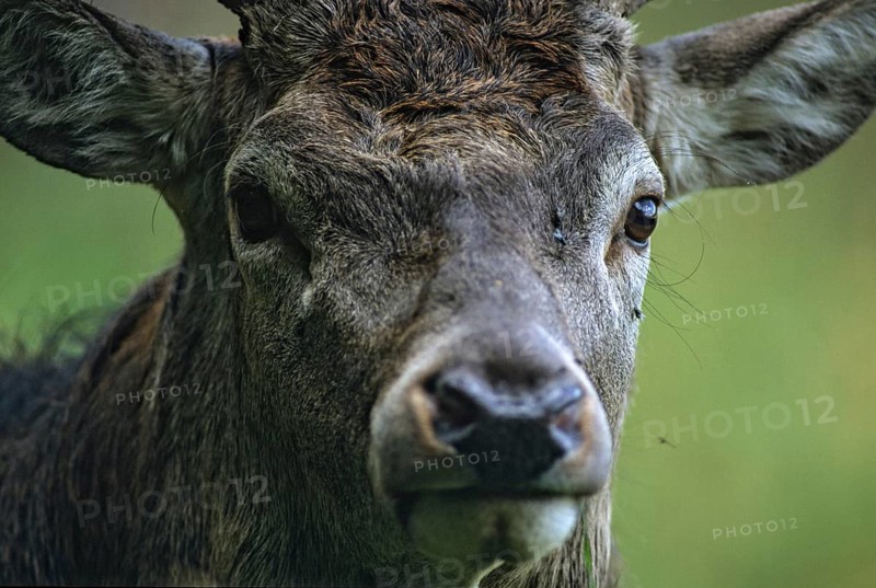Artiodactyla, Cervus Elaphus, even-toed ungulate, cloven-hoofed, red deer, deer, deer, deer, leo, male, mammal, male, portrait, mammals