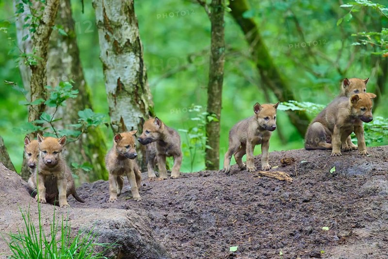 A group of wolf cubs are exploring the area under the trees in the forest, wolf (Canis lupus), Germany