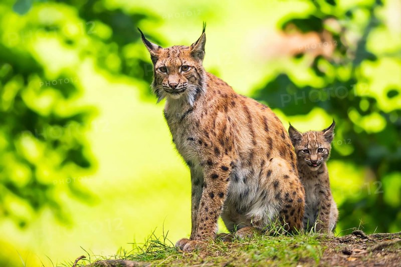 Eurasian lynx (Lynx lynx) mother with her youngster (cub) in a forest, Bavaria, Germany