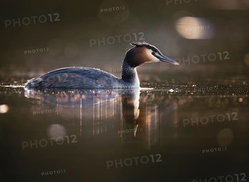 Great Crested Grebe (Podiceps cristatus) in the evening light, Zurich, Switzerland
