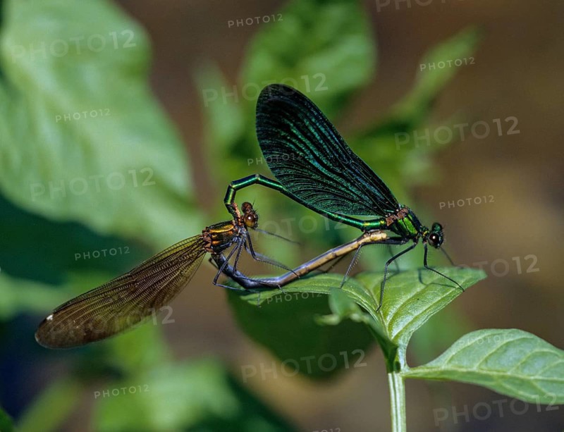 Beautiful demoiselle, blue-winged dragonfly, calopteryx virgo, magnificent dragonfly, couple, damselflies, female, insects, leo, dragonflies, male, mating wheel, male, odonata, mating wheel, female, zygoptera