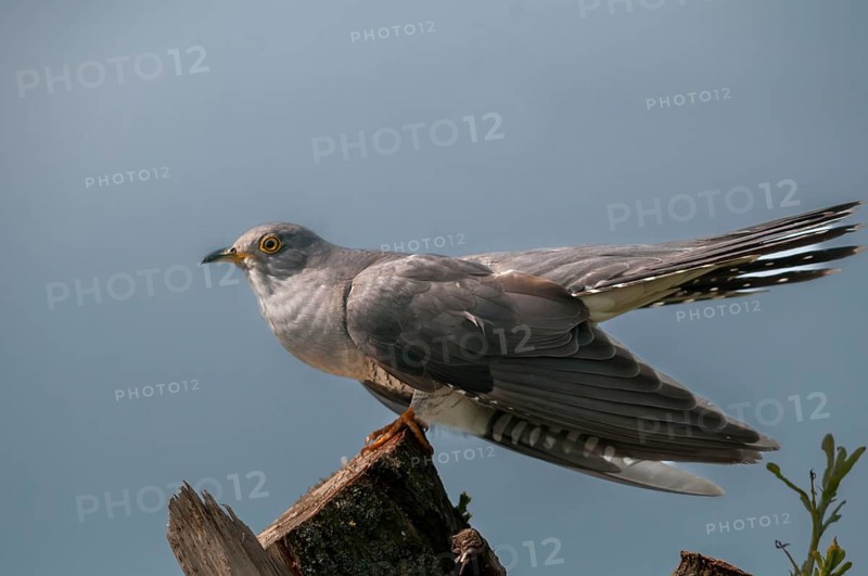 Cuckoo, cuculus canorus, cuckoo, birds, birds