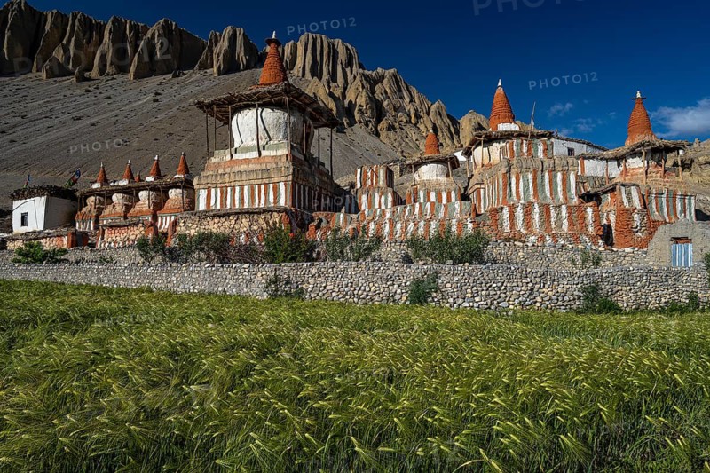 Buddhist stupas, including choertes, barley field, tangge, mustang, upper mustang, former kingdom, Himalayas, Nepal
