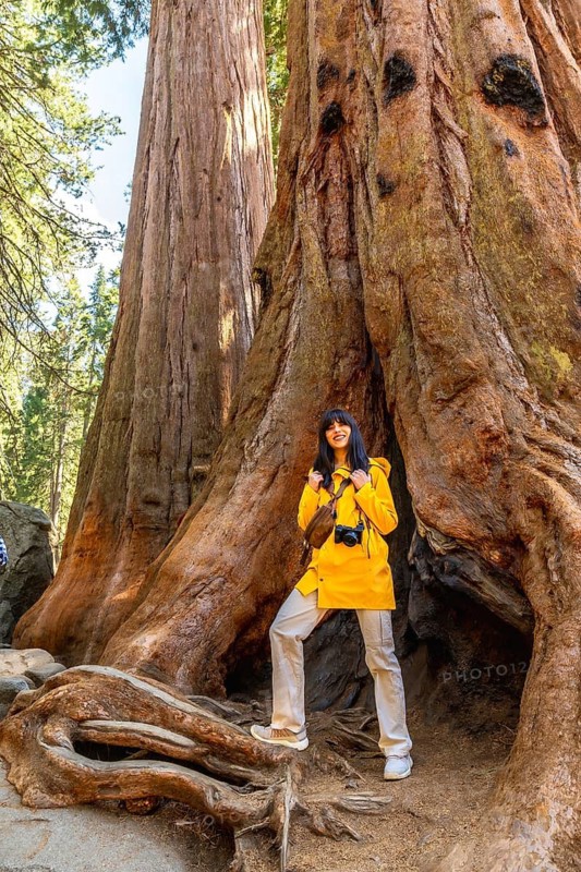 Young woman smiling, wearing a yellow jacket and carrying a camera, standing among massive ancient giant sequoia trees in a national park, exploring the beautiful natural environment