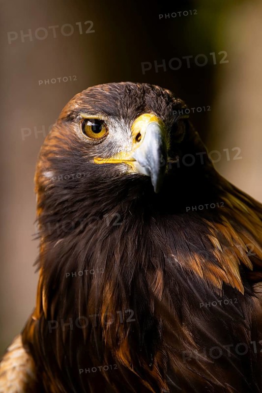 Close-up of an eagle with striking yellow eyes and brown plumage in its natural habitat, Golden Eagle (Aquila chrysaetos), adult, animal portrait, in winter, Bohemian Forest, Czech Republic