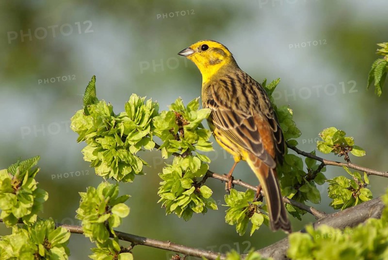 Emberiza citrinella, goldammer, yellowhammer, birds, male, passeri, songbirds, birds