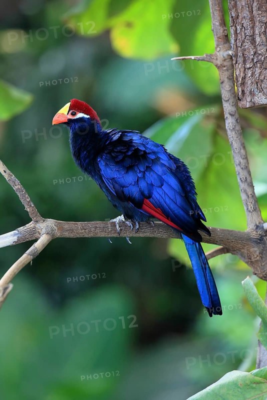 An exotic blue bird with a red beak perched on a branch against a green background, the Shield Turaco (Musophaga violacea), adult, on a tree, alert, in captivity, South Africa