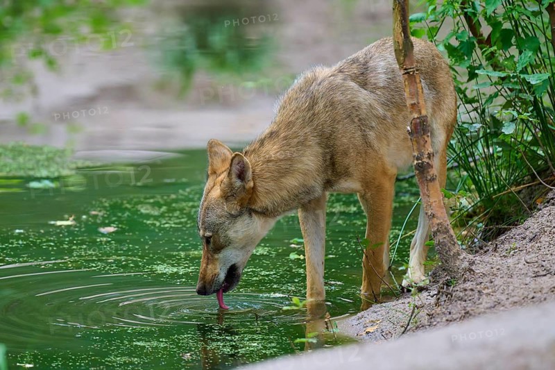 A lone wolf drinks quietly from a still lake, summer, wolf (Canis lupus), Germany