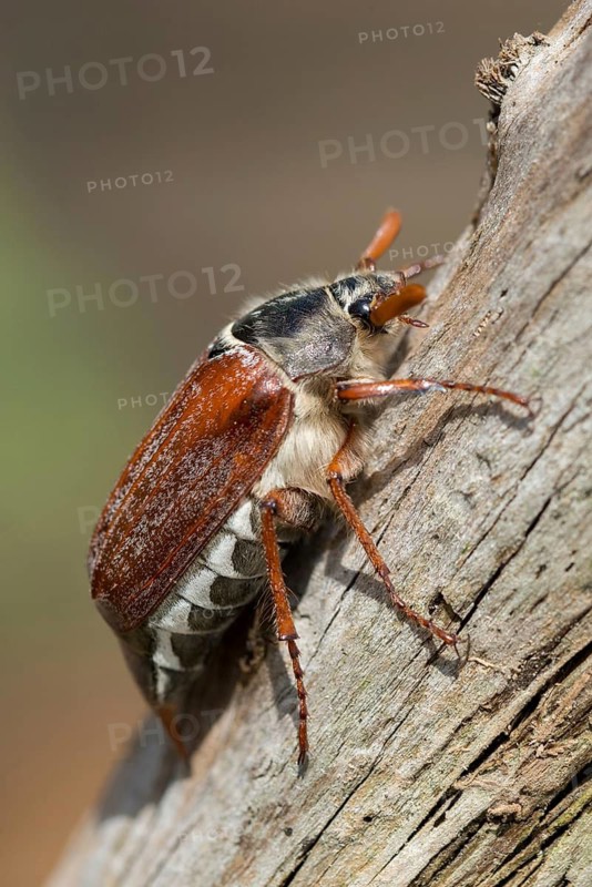 Leaf horn beetle, field may beetle, common may beetle, may bug, melolontha melolontha, scarabaeidae, beetle, cockchafer, coleoptera, doodlebug, high size, portrait format, insects, beetles