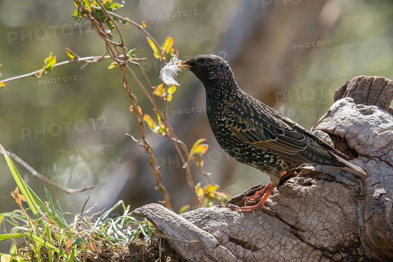 Star, Starling, Sturnus Vulgaris, Birds, Feather, Nest Building, Passeri, Songbirds, Birds