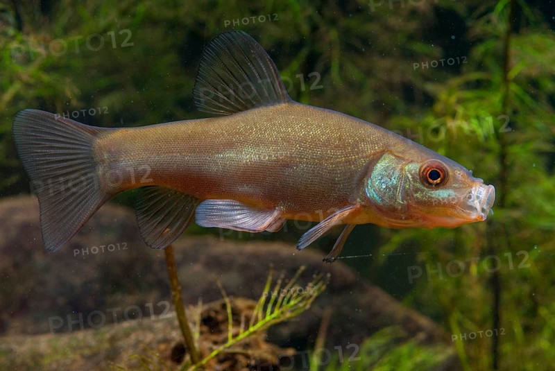 Schleie, Tench, Tinca Tinca, Doctor Fish, Fishes, Pisces