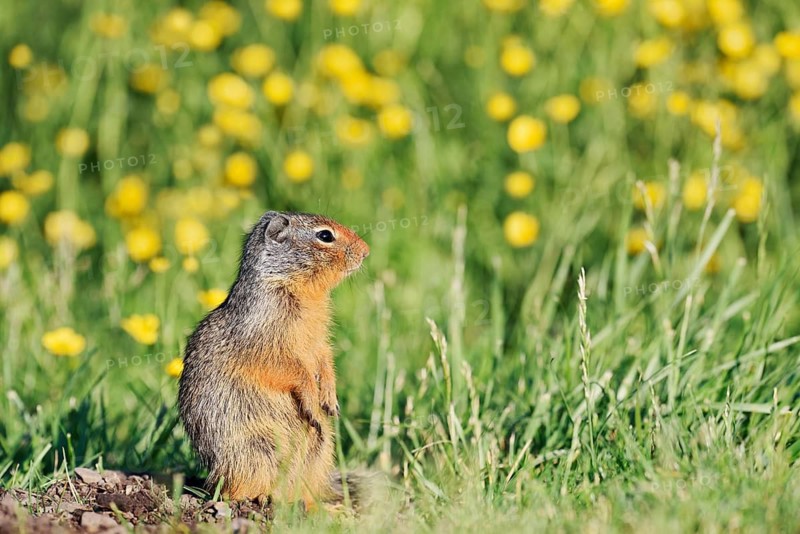 Columbia ground squirrel (Urocitellus columbianus, Spermophilus columbianus), juvenile in a flower meadow, Waterton Lakes National Park, Alberta, Canada