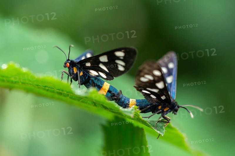 Amata phegea, arctiinae, bear spinner, nine-spotted moth, syntomis phegea, white spotted ram, butterfly, insects, moths, moths, moths, butterfly