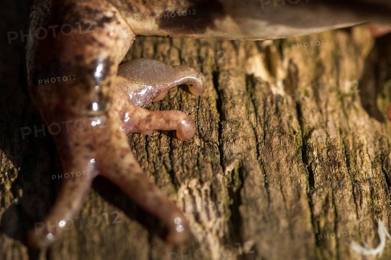 Agile frog, rutting calluses, estrus calluses, nuptial pad, mating calluses, rana dalmatina, jumping frog, amphibian, frog, frogs, amphibians