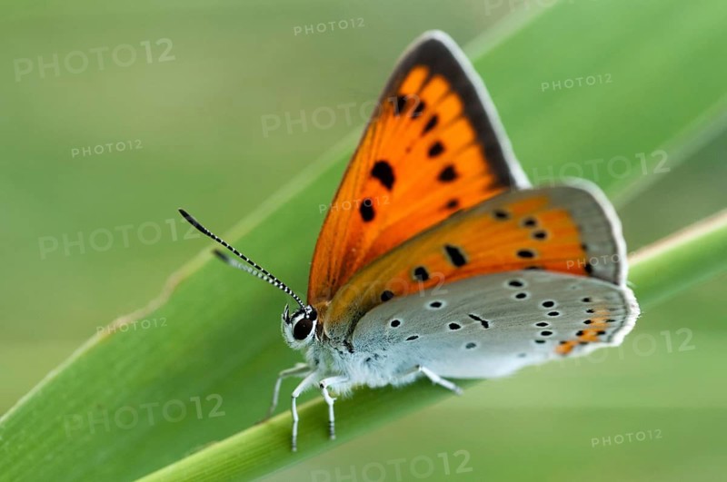 Large moth, large copper, lycaena dispar, butterfly, insects, butterfly, butterflies
